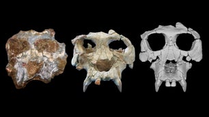 12-million-year-old ape skull bares its fangs in virtual reconstruction