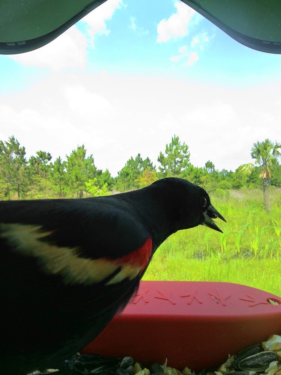 A Red-Winged Blackbird sits in a bird feeder eating seed.
