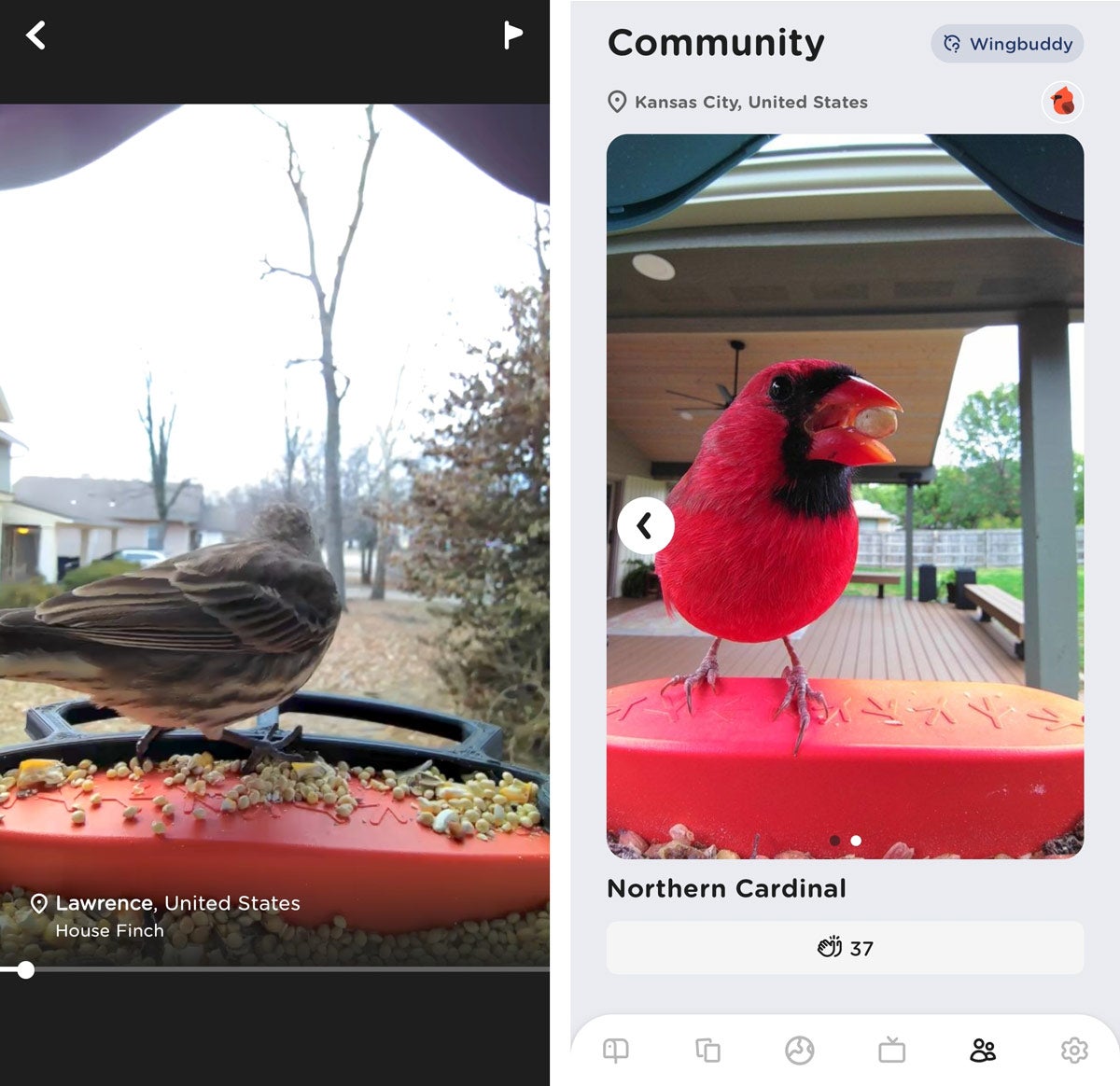 Two screenshots of the community video and photo feeds in the Bird Buddy app.
