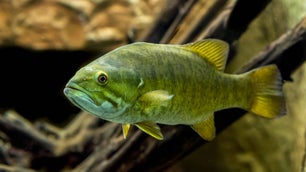 It’s not too late to stop a bass invasion in the Colorado River