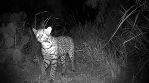 Wildlife exits on Texas roads could help endangered ocelots