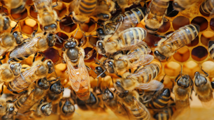 Female honeybees may pass down ‘altruistic’ genes