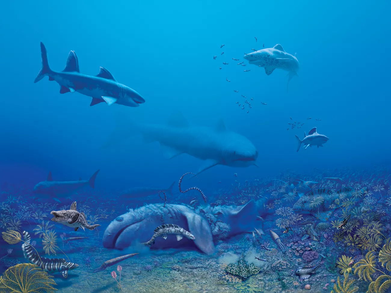 An artistâs illustration of an ancient sea that covered much of North America during the Mississippian age. A decaying shark lies on the bottom of the sea, with three live sharks and other fish swimming nearby. 
